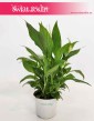 Spathiphyllum Bellini, Skrzydłokwiat Bellini, kwiaty doniczkowe sklep online