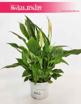 Spathiphyllum Bellini, Skrzydłokwiat Bellini, internetowy sklep z roślinami online