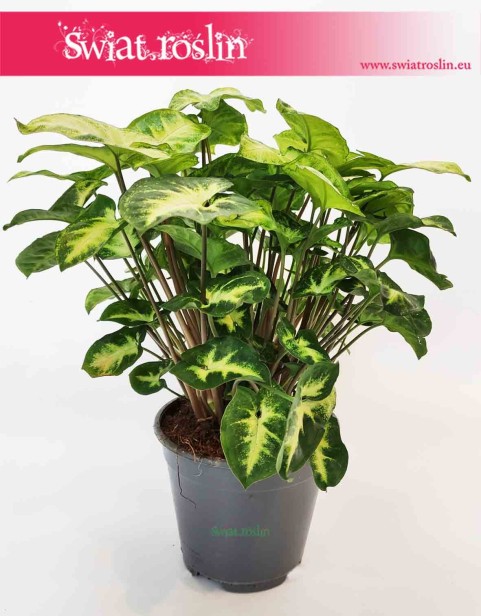 Syngonium Pixie, Syngonium Podophyllum Pixie, Zroślicha