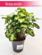 Syngonium Pixie, Syngonium Podophyllum Pixie, Zroślicha, sklep z roślinami Kraków, rośliny doniczkowe Kraków