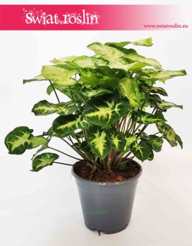 Syngonium Pixie, Syngonium Podophyllum Pixie, Zroślicha, rośliny online, wysyłka roślin