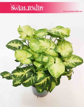 Syngonium Pixie, Syngonium Podophyllum Pixie, Zroślicha, najlepsze rośliny doniczkowe, wysyłka roślin