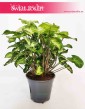 Syngonium Pixie, Syngonium Podophyllum Pixie, Zroślicha, internetowy sklep z roslinami online