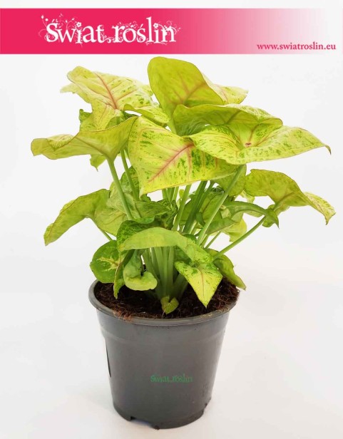 Syngonium Sunshine, Syngonium Podophyllum Sunshine, Zroślicha