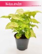 Syngonium Sunshine, Syngonium Podophyllum Sunshine, Zroślicha, rośliny doniczkowe sklep online