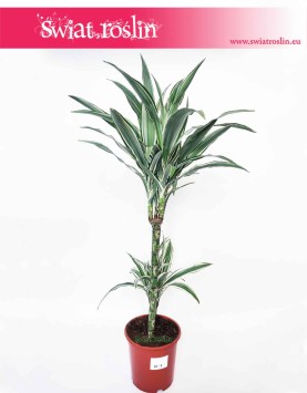 Dracaena Fragrans White Stripe, Dracena Wonna White Stripe, rośliny doniczkowe sklep internetowy online