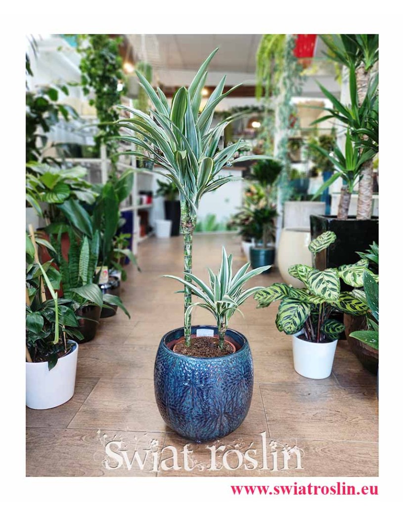Dracaena Fragrans White Stripe, Dracena Wonna White Stripe, duże rośliny doniczkowe, wysyłka roślin sklep