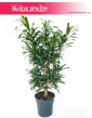 Dracena Reflexa, Dracaena Reflexa, Pleomele Reflexa, Dracena Odwrócona, sklep z roślinami online internetowy