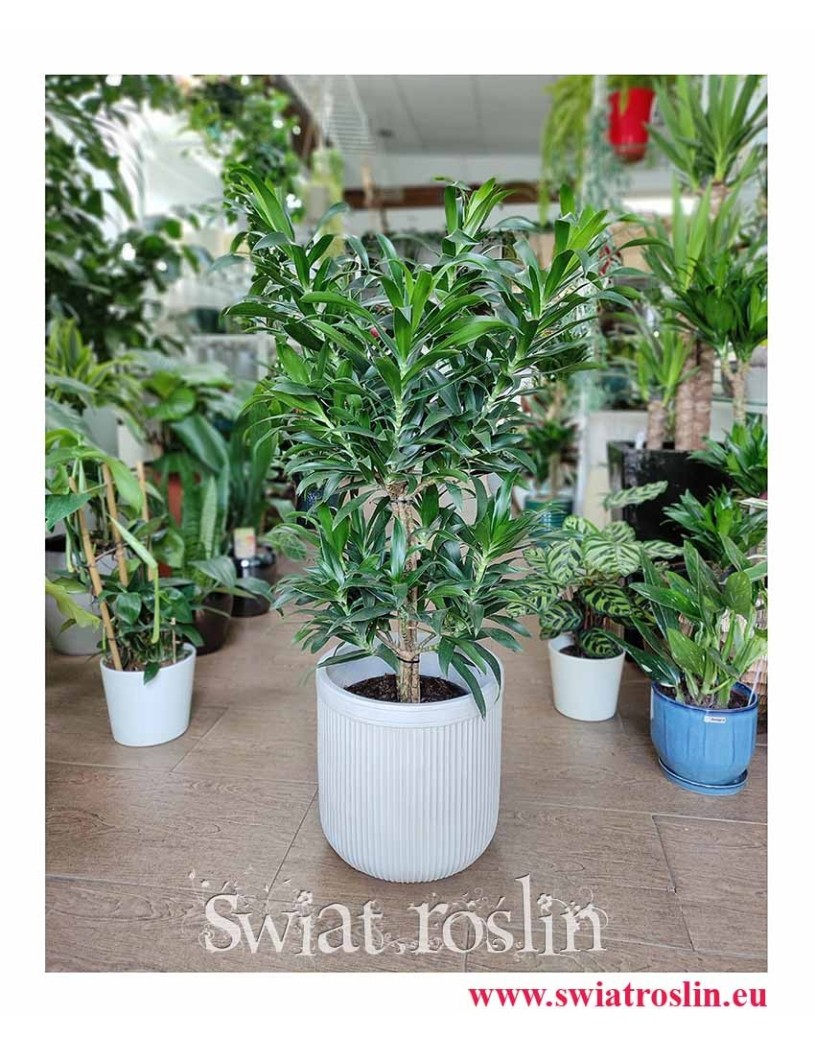 Dracena Odwrócona, Dracena Reflexa, Dracaena Reflexa, Pleomele Reflexa