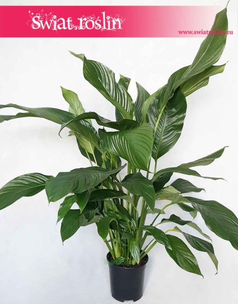 Spathiphyllum Alfetta, Skrzydłokwiat Alfetta