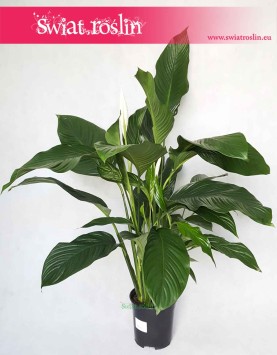 Spathiphyllum Alfetta, Skrzydłokwiat Alfetta, rośliny sklep, wysyłka roślin