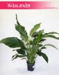 Spathiphyllum Alfetta, Skrzydłokwiat Alfetta, internetowy sklep z roślinami online