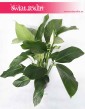 Spathiphyllum Alfetta, Skrzydłokwiat Alfetta, duże rośliny doniczkowe