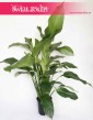 Spathiphyllum Alfetta, Skrzydłokwiat Alfetta, duże kwiaty doniczkowe, duży skrzydłokwiat
