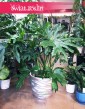 Philodendron Cum Laude, Filodendron Cum Laude, Thaumatophyllum Cum Laude