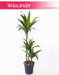 Dracaena Fragrans Arturo, Dracena Wonna Arturo, kwiaty doniczkowe sklep internetowy online