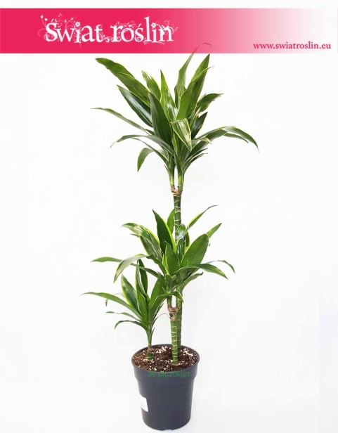 Dracaena Fragrans Arturo, Dracena Wonna Arturo, rośliny Kraków, sklep z roślinami, wysyłka roślin