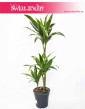 Dracaena Fragrans Arturo, Dracena Wonna Arturo, rośliny Kraków, sklep z roślinami, wysyłka roślin