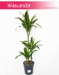 Dracaena Fragrans Arturo, Dracena Wonna Arturo
