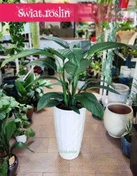 Skrzydłokwiat Sensation, Spathiphyllum Sensation, rośliny doniczkowe sklep internetowy online