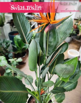 Duża Strelicja Królewska, wielka Strelitzia Reginae, modne rośliny, rośliny z instagrama