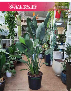 Duża Strelicja Królewska, wielka Strelitzia Reginae, internetowy sklep z roślinami online