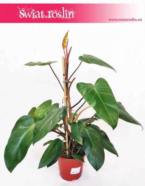Philodendron Red Twins, Filodendron Red Twins, pnącze, philodendron roślina