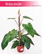 Philodendron Red Twins, Filodendron Red Twins, pnącze, philodendron roślina