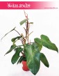 Philodendron Red Twins, Filodendron Red Twins, pnącze, sklep online z pnączami, modne rośliny doniczkowe, pnącza