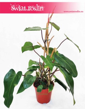 Philodendron Red Twins, Filodendron Red Twins, pnącze, sklep z roślinami, kwiaty doniczkowe