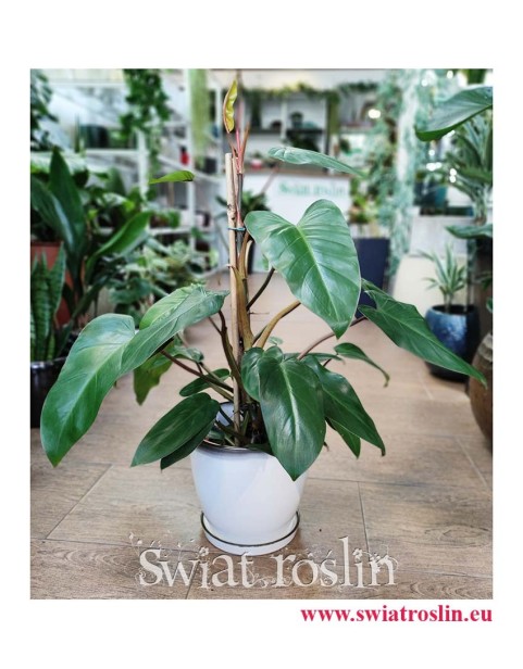 Philodendron Red Twins, Filodendron Red Twins, internetowy sklep z roslinami online, philodendron Kraków