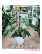 Philodendron Red Twins, Filodendron Red Twins, internetowy sklep z roslinami online, philodendron Kraków