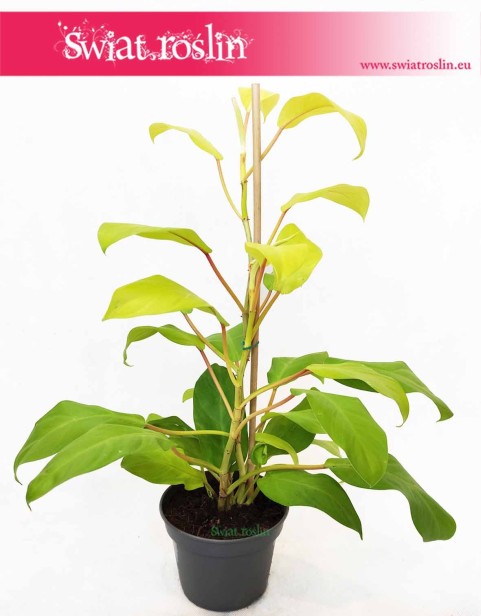 Philodendron Malay Gold Filodendron, Philodendron Hansoti's Gold Filodendron, Filodendron Lemon Lime kwiaty doniczkowe sklep
