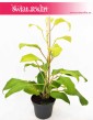 Philodendron Malay Gold Filodendron, Philodendron Hansoti's Gold Filodendron, Filodendron Lemon Lime kwiaty doniczkowe sklep