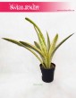 Sansevieria sklep online