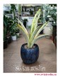 Sansevieria Lauren, Sansewieria Lauren, rośliny kwiaty doniczkowe sklep online