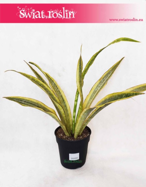 Sansevieria Lauren, Sansewieria Lauren, rośliny doniczkowe sklep online