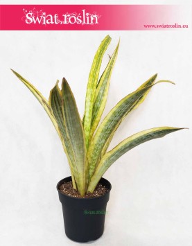 Sansevieria Lauren, Sansewieria Lauren, odporne rośliny, twarda roślina sklep online