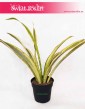 Sansevieria Lauren, Sansewieria Lauren, internetowy sklep z roslinami online