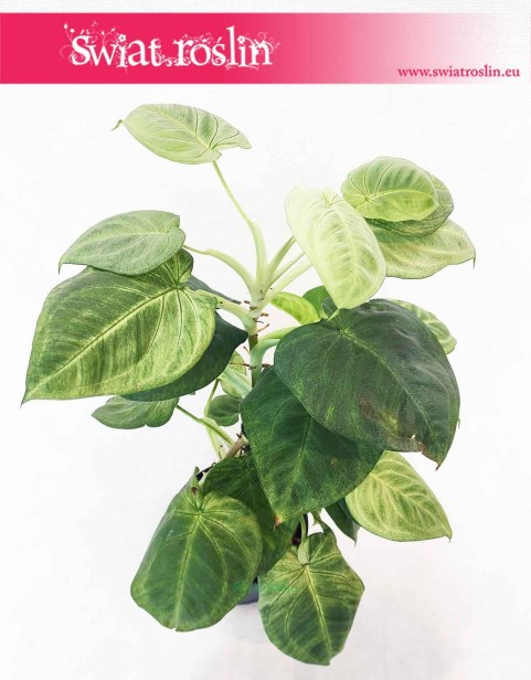 Syngonium Ice Frost, Zroślicha Ice Frost