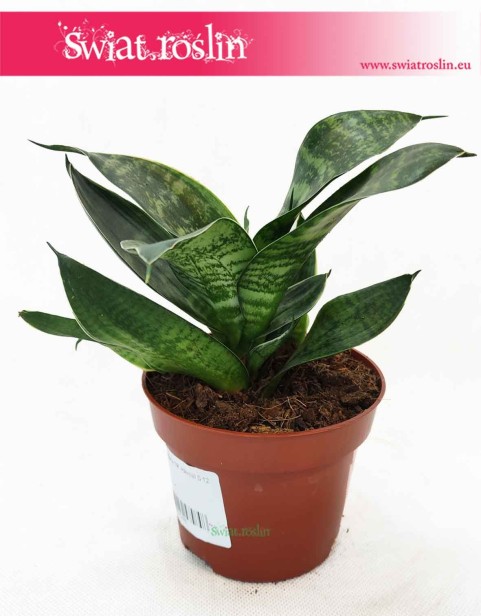 Sansevieria Hahnii Green, Sansewieria Hahnii Green