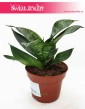 Sansevieria Hahnii Green, Sansewieria Hahnii Green