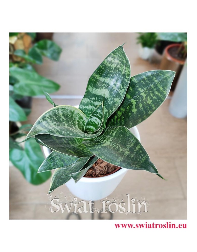 Sansevieria Hahnii Green, Sansewieria Hahnii Green, kwaity doniczkowe Kraków