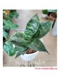 Sansevieria Hahnii Green, Sansewieria Hahnii Green, kwaity doniczkowe Kraków