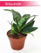 Sansevieria Hahnii Green, Sansewieria Hahnii Green, rośliny do mieszkanaia, kwiaty doniczkowe sklep online