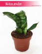Sansevieria Hahnii Green, Sansewieria Hahnii Green, sansvieria sklep, sklep z roślinami, rośliny do domu