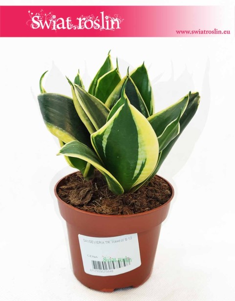 Sansevieria Hahnii Jade Marginata, Sansewieria Hahnii Jade Marginata