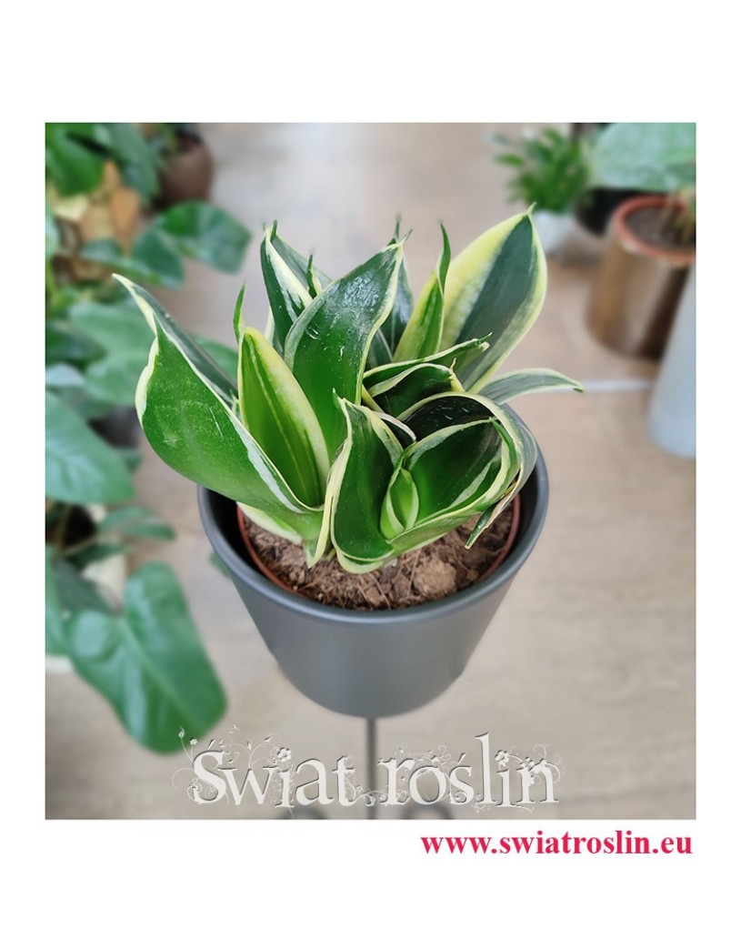 Sansevieria Hahnii Jade Marginata, Sansewieria Hahnii Jade Marginata, rośliny doniczkowe sklep online, popularne rośliny