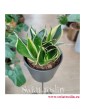 Sansevieria Hahnii Jade Marginata, Sansewieria Hahnii Jade Marginata, rośliny doniczkowe sklep online, popularne rośliny