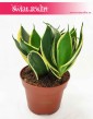 Sansevieria Hahnii Jade Marginata, Sansewieria Hahnii Jade Marginata, rośliny do firmy, rośliny online